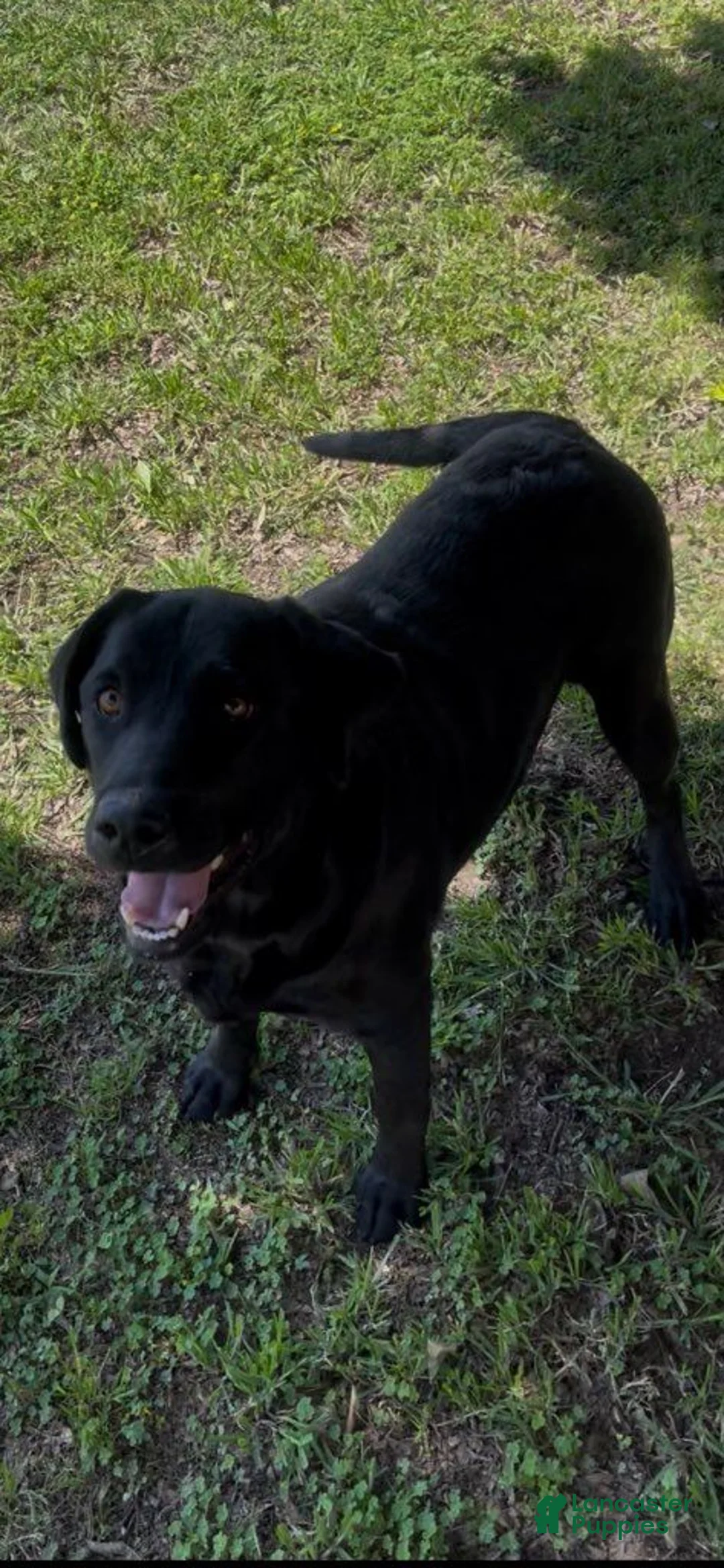 Labrador Retriever dogs for sale: Labrador Retriever Black Male 4 - Ad 2