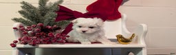 Maltese dogs for sale: Kona - Ad 13