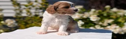 Cavapoo dogs for sale: Olive - Ad 8