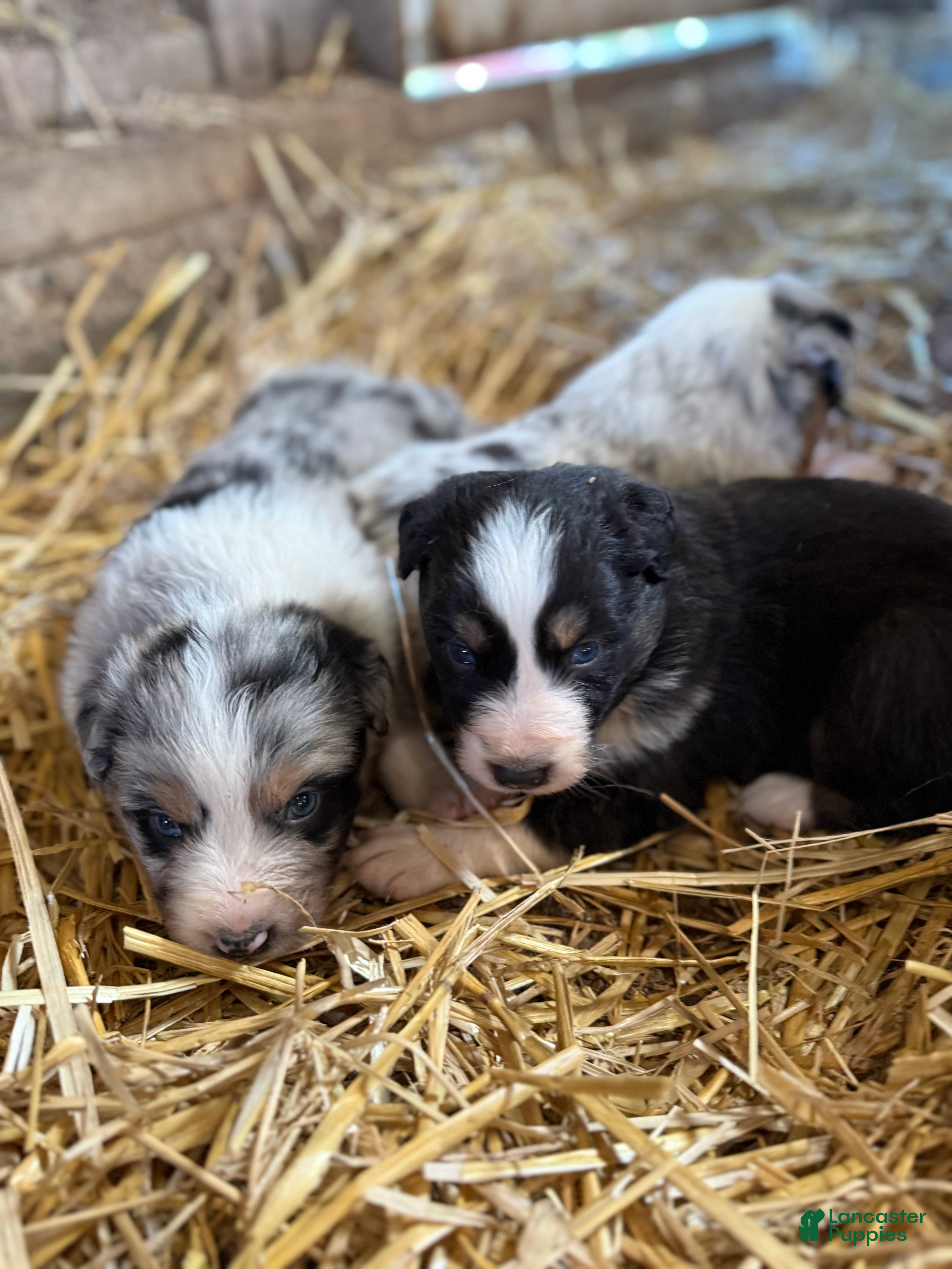 Australian Shepherd dogs Australian Shepherd Puppy 4 - Ad 2