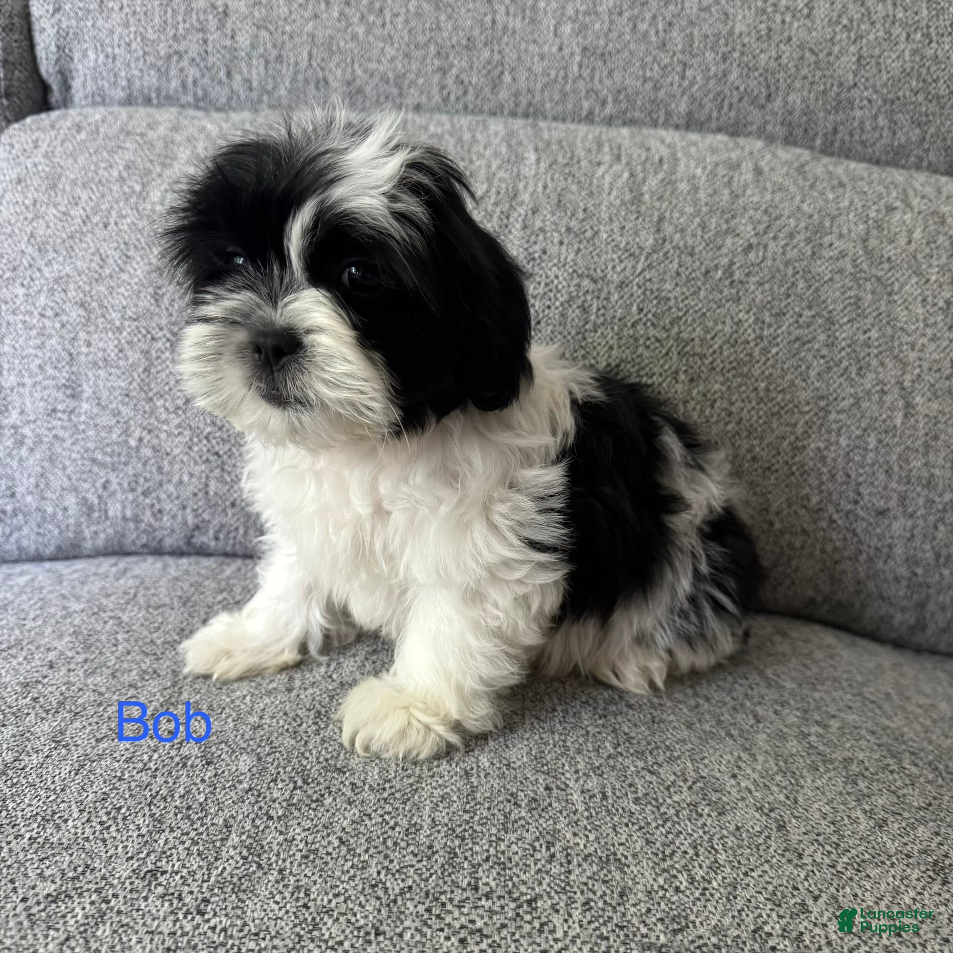 Shih Tzu dogs Bob - Ad 34