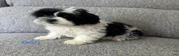 Shih Tzu dogs for sale: Bob - Ad 1