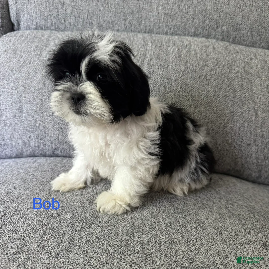 Shih Tzu dogs for sale: Bob - Ad 1