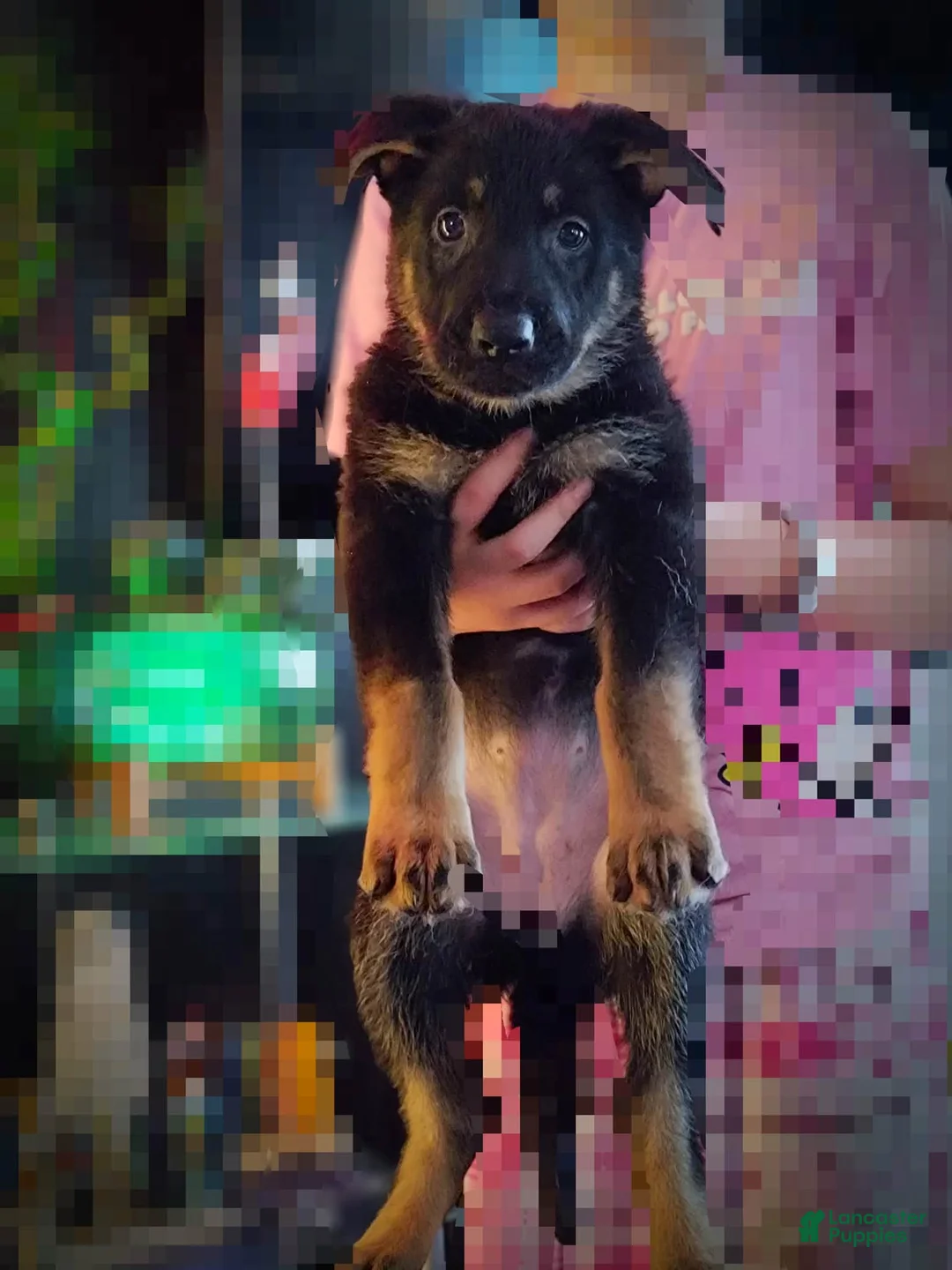 German Shepherd dogs for sale: German Shepherd Puppy 1 - Ad 2