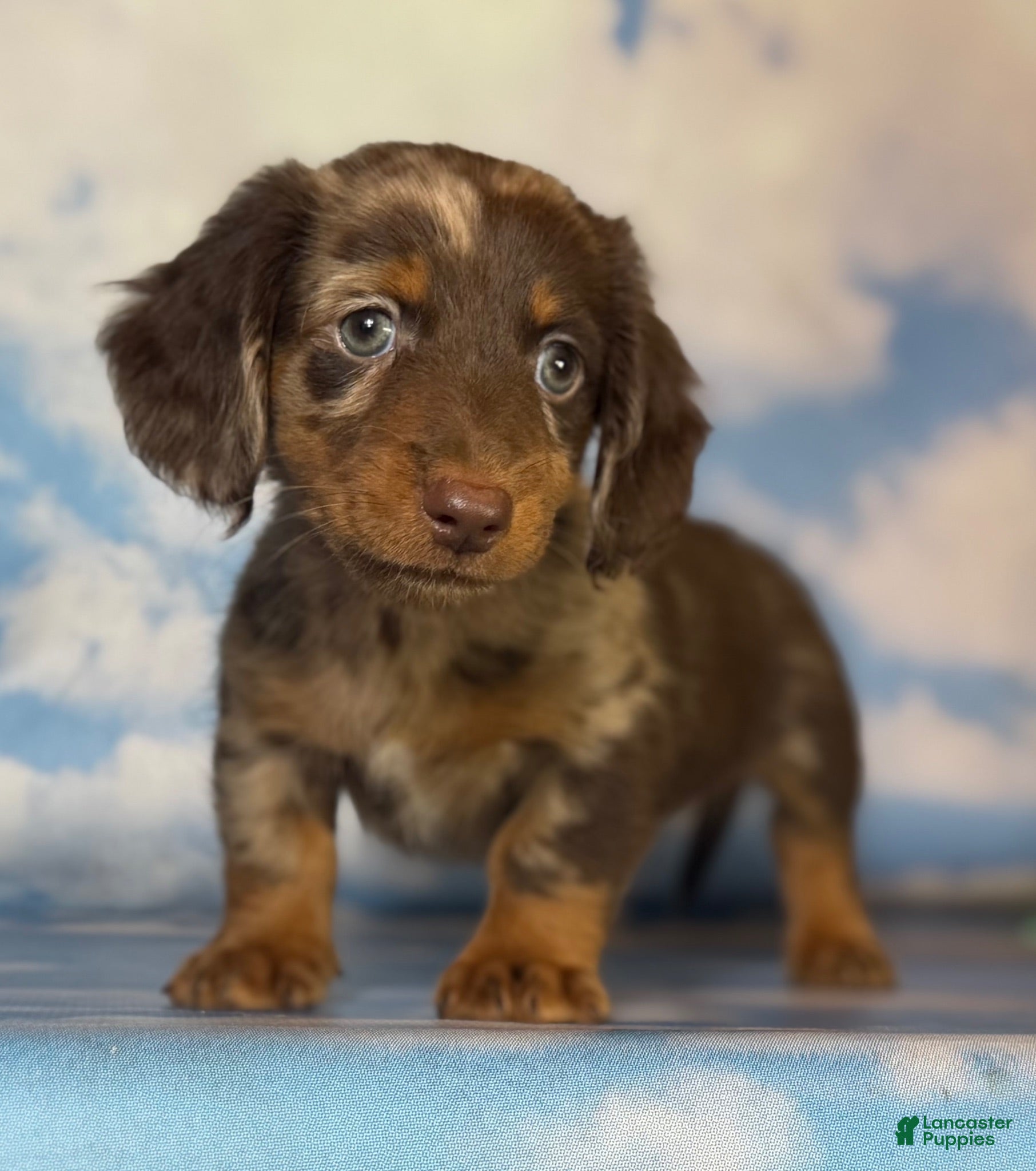 Miniature Dachshund dogs ACA Einstein LH PRA clear OFA Chic Parents - Ad 1