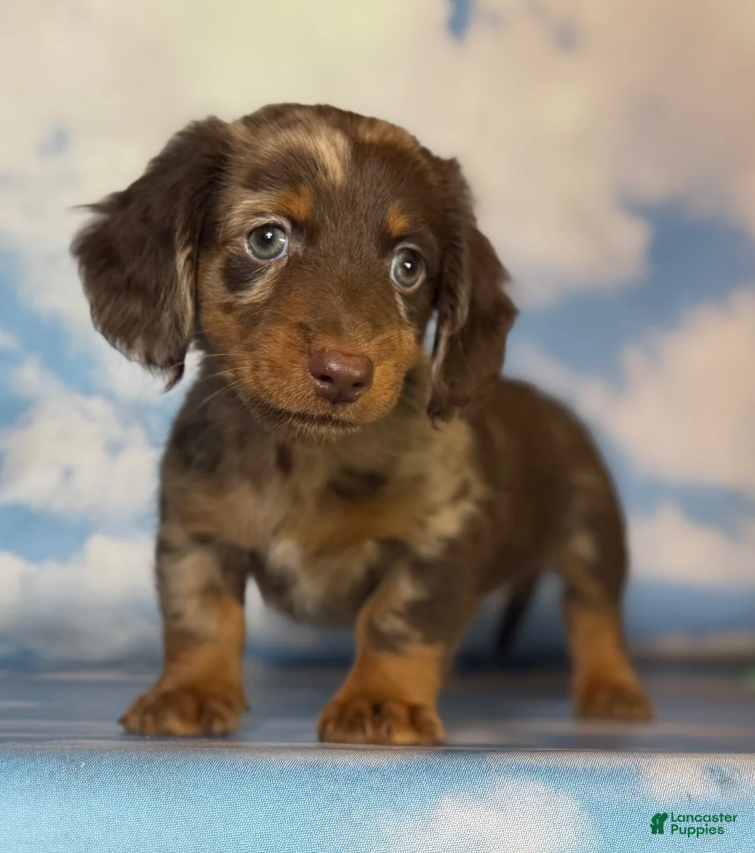 Miniature Dachshund dogs for sale: ACA Einstein LH PRA clear OFA Chic Parents - Ad 1