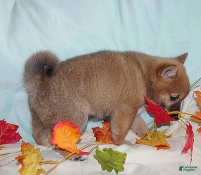 Shiba Inu dogs Shiba Inu Puppy 2 - Ad 13