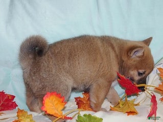 Shiba Inu dogs Shiba Inu Puppy 2 - Ad 16