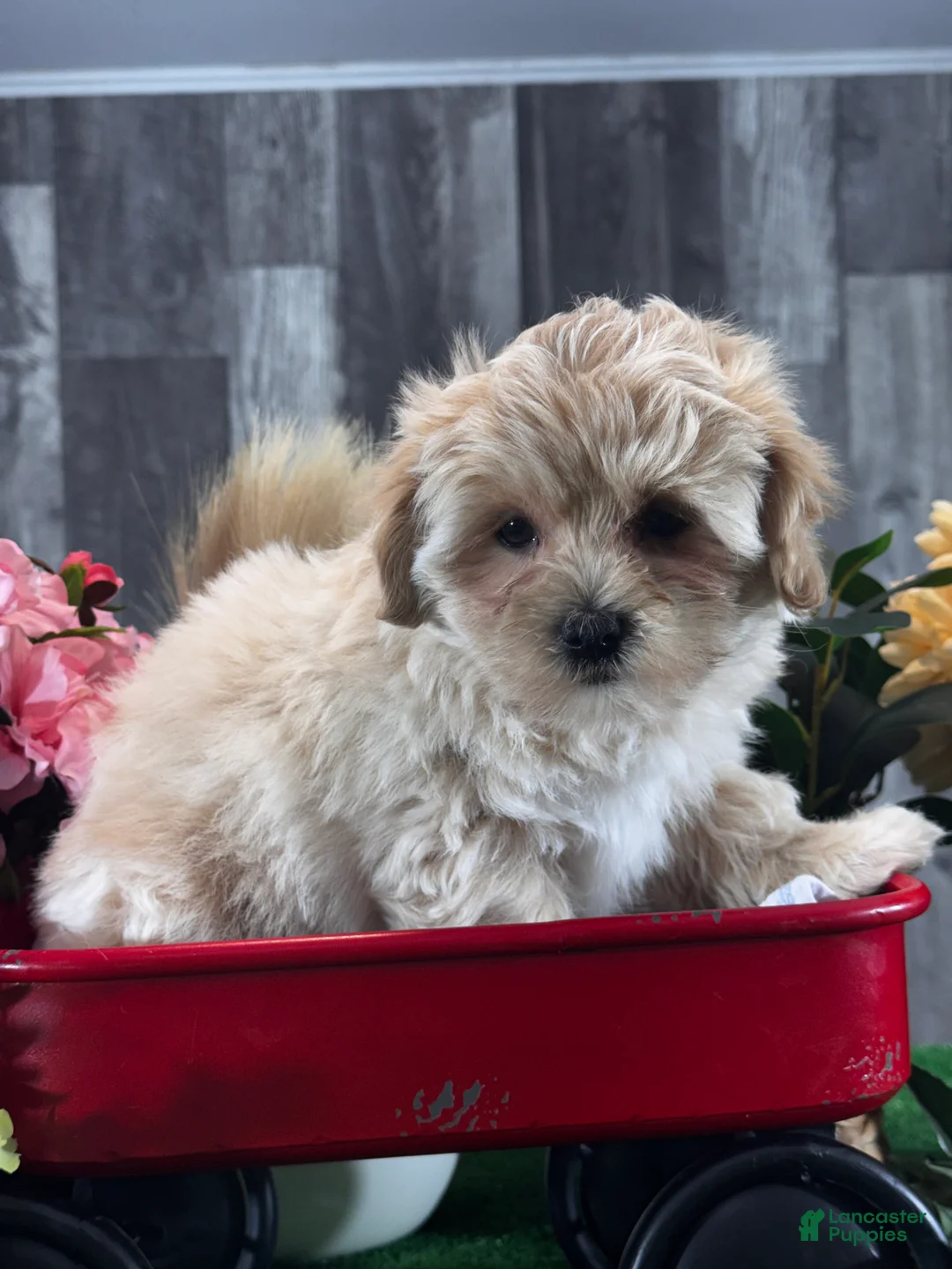 Mixed Breed dogs for sale: Lexi - Ad 2