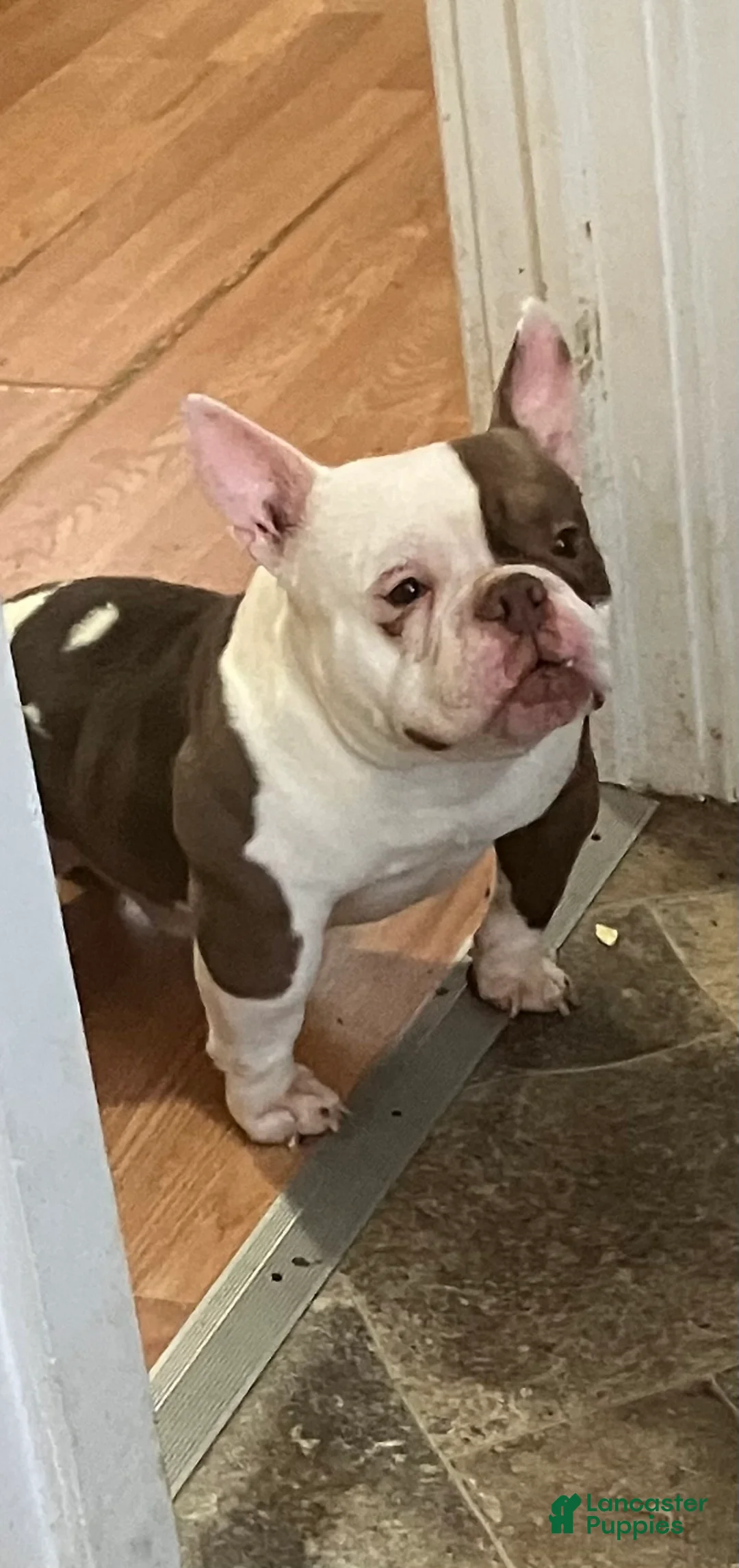 American Bully dogs for stud: AVAILABLE 🧬💉💦🐶 - Ad 3