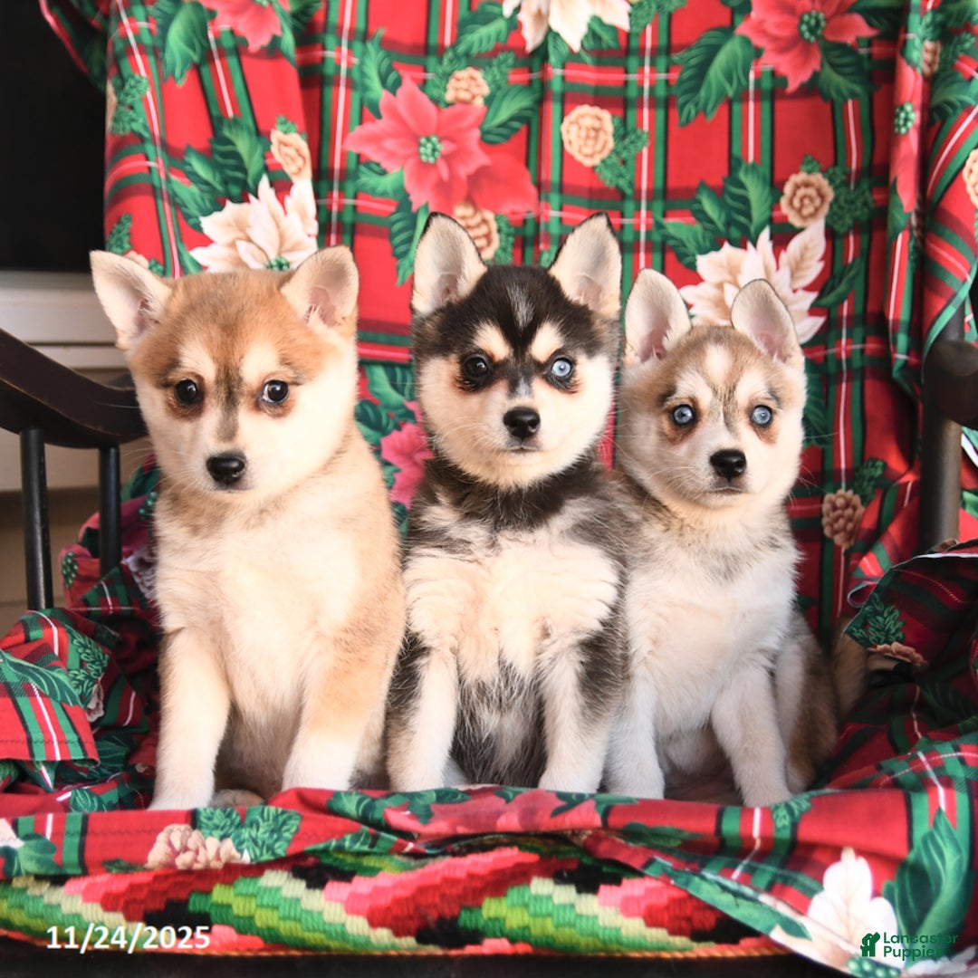 Alaskan Klee Kai dogs for sale: Teddy - Ad 3