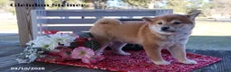 Shiba Inu dogs for sale: Irita - Ad 8
