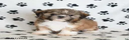 Shih Tzu dogs for sale: Riley - Ad 4