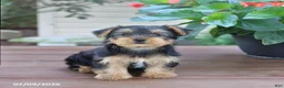 Yorkshire Terrier dogs for sale: Teddy - Ad 5
