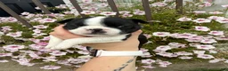 Boston Terrier dogs for sale: Boston Terrier 2 (Leia) - Ad 17