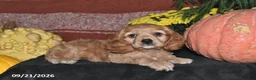Cocker Spaniel dogs for sale: Maci - Ad 5