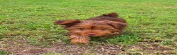 Yorkshire Terrier dogs for sale: Yorkshire Terrier 1 - Ad 3