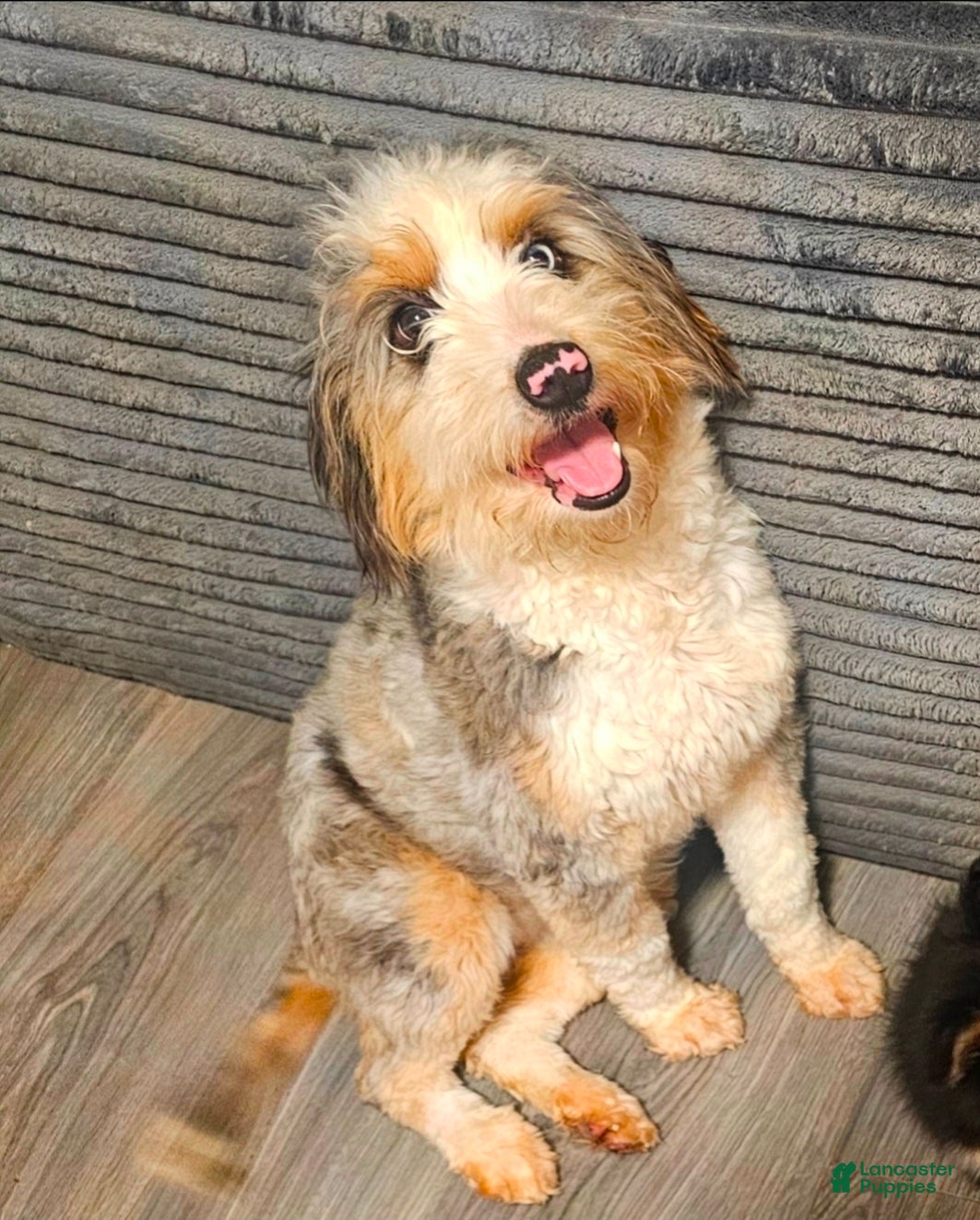 Perdita 