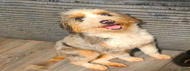 Perdita 