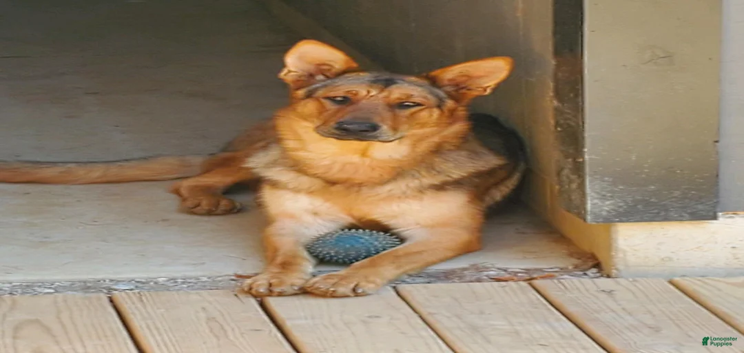 Gallery Image {{count}}