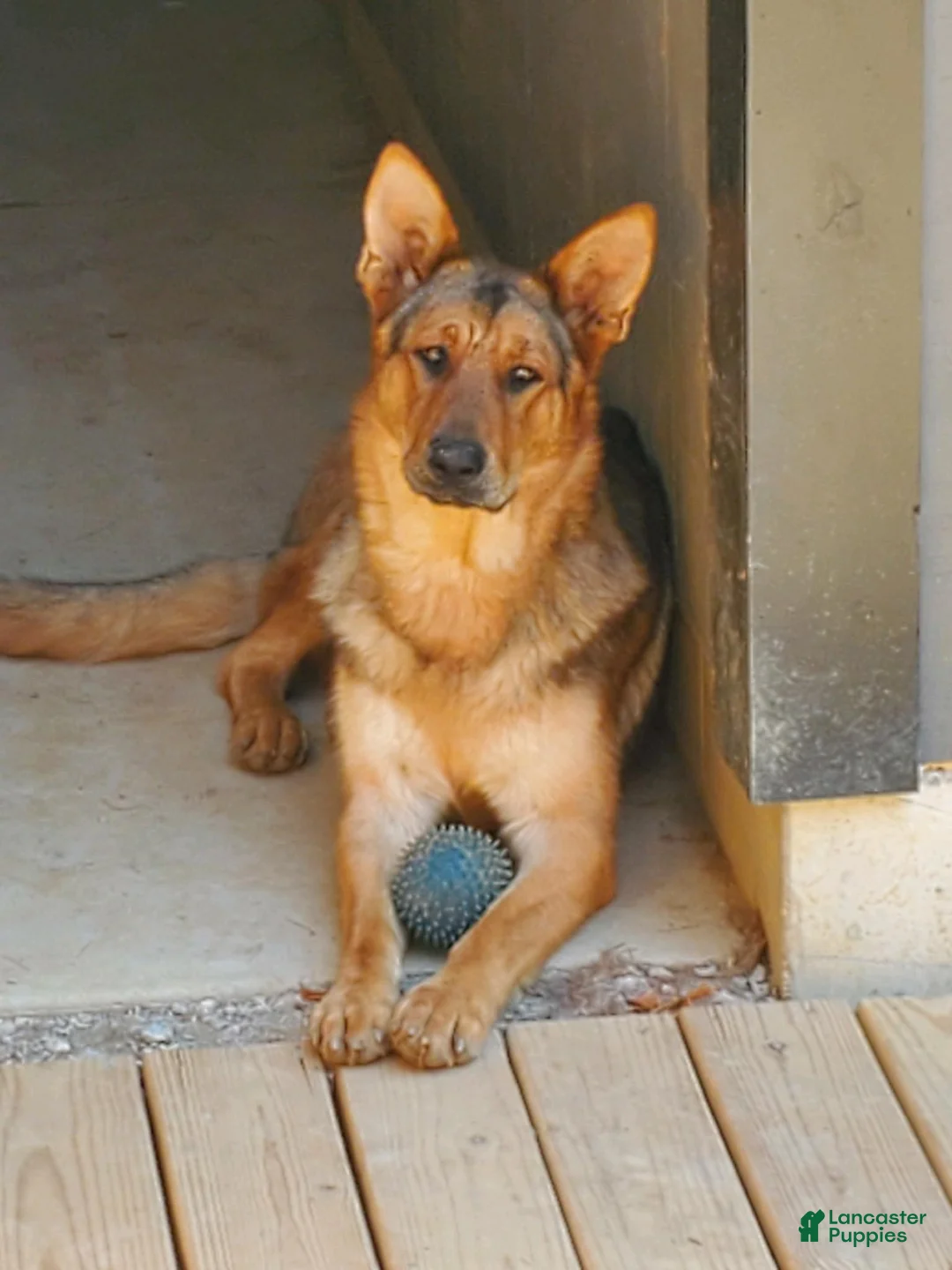 Gallery Image {{count}}