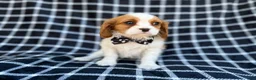 Cavalier King Charles Spaniel dogs for sale: Gunner - Ad 9
