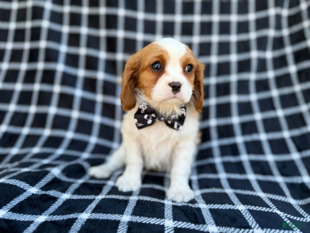 Cavalier King Charles Spaniel dogs for sale: Gunner - Ad 9