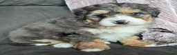 Mini Bernedoodle dogs for sale: Mini Bella - Ad 14