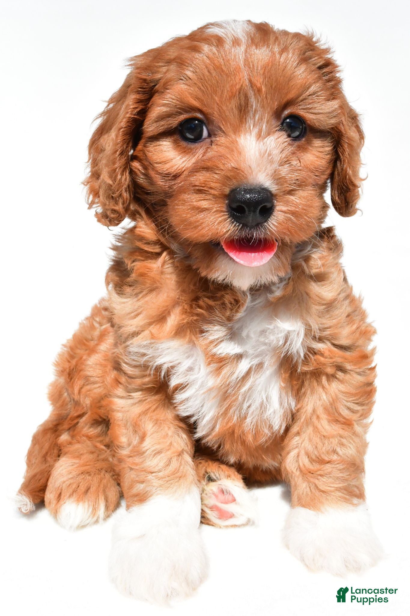 Cavapoo dogs Lyn - Ad 1