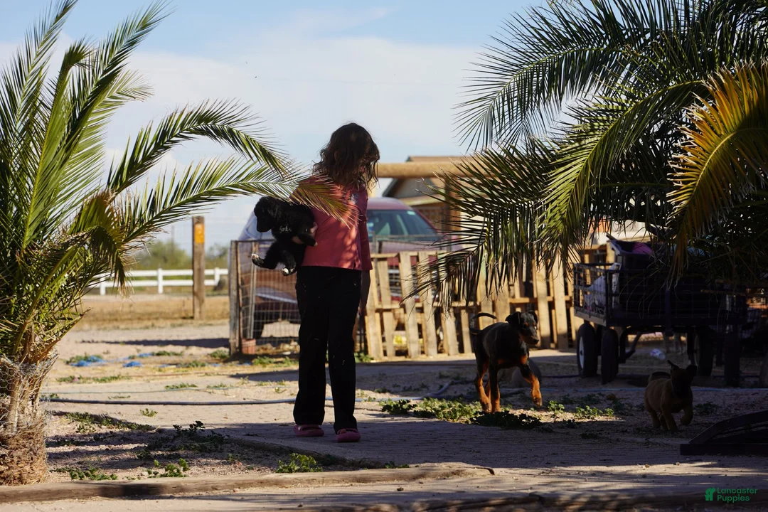 Mixed Breed dogs for sale: Toes F Black - Ad 7