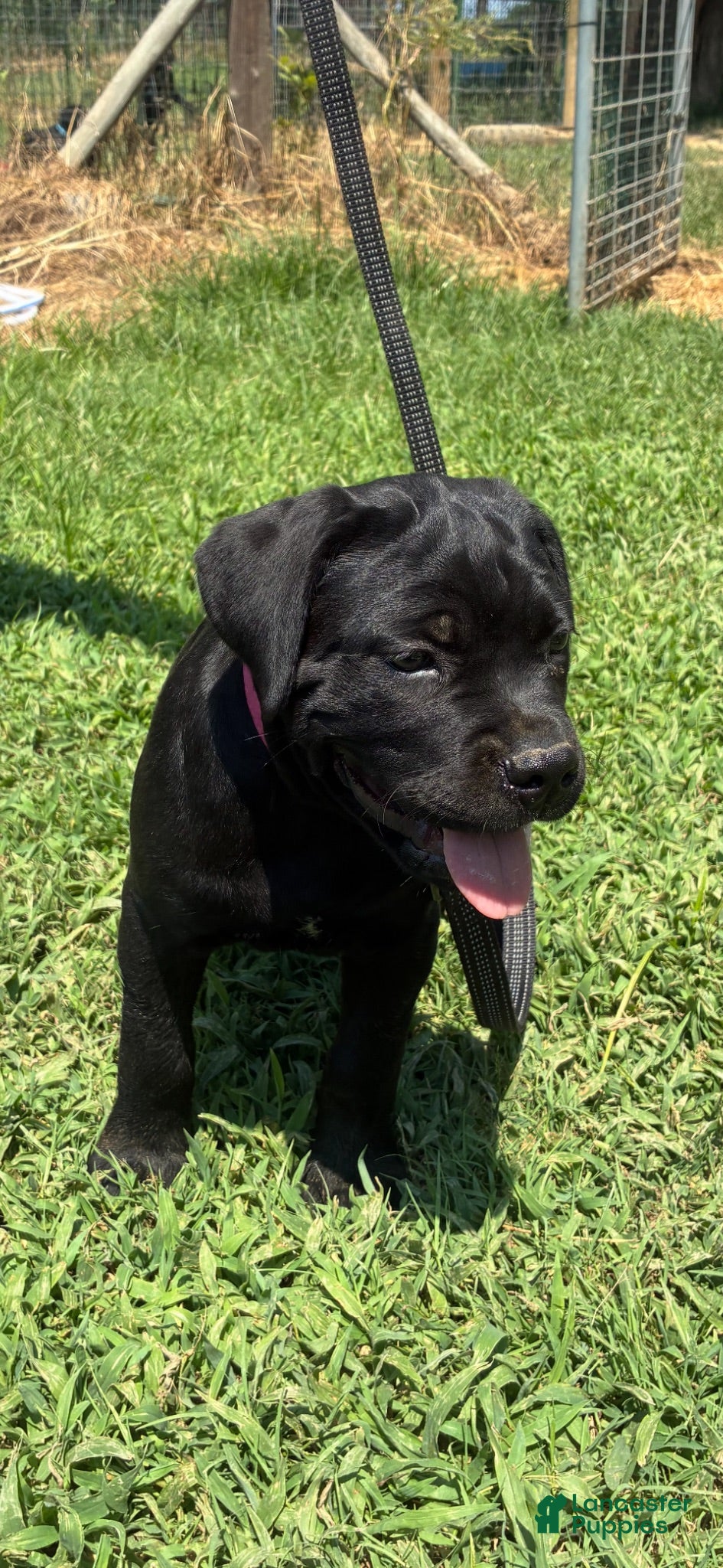 Cane Corso dogs Cane Corso Puppy 9 - Ad 4