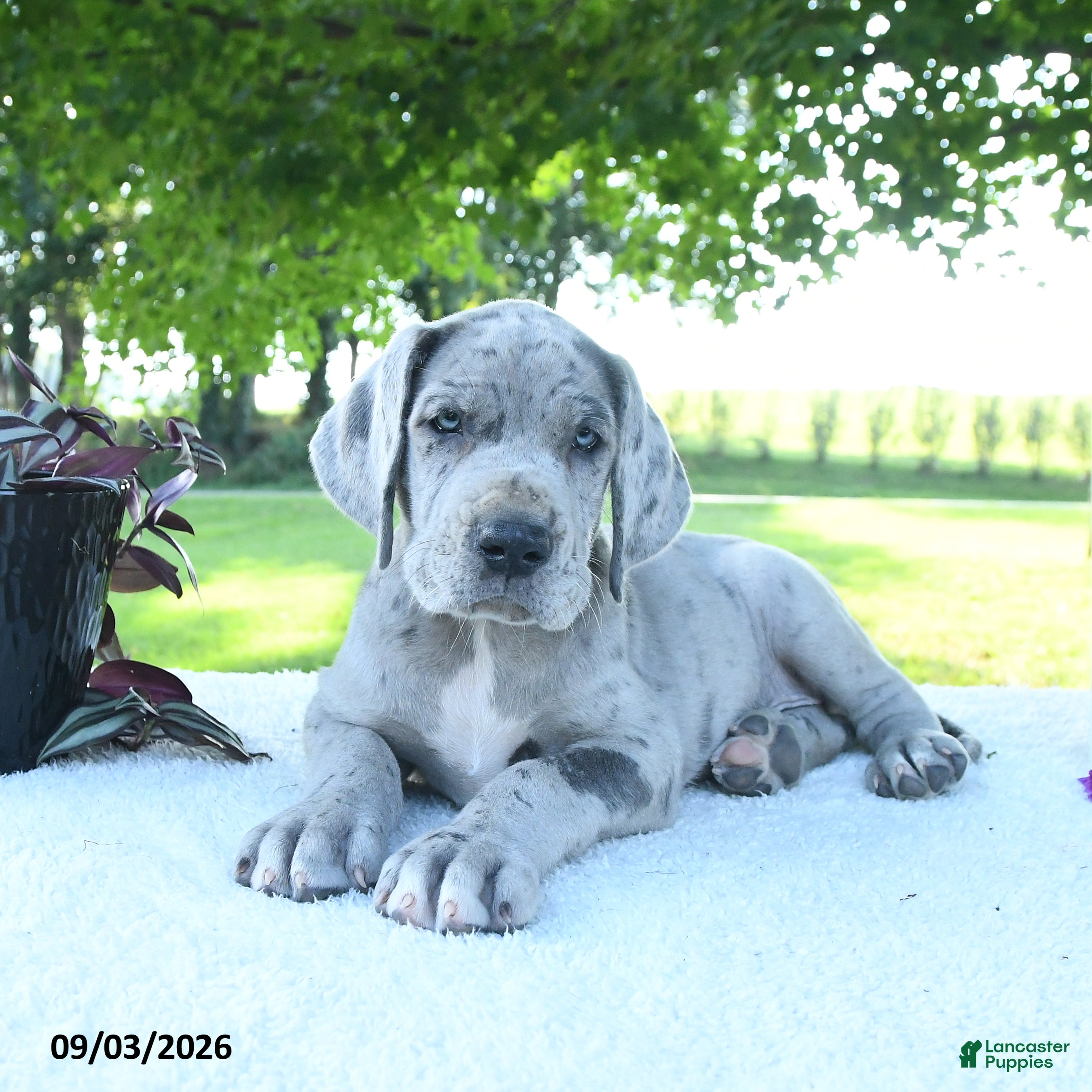 Great Dane dogs Lincoln - Ad 2
