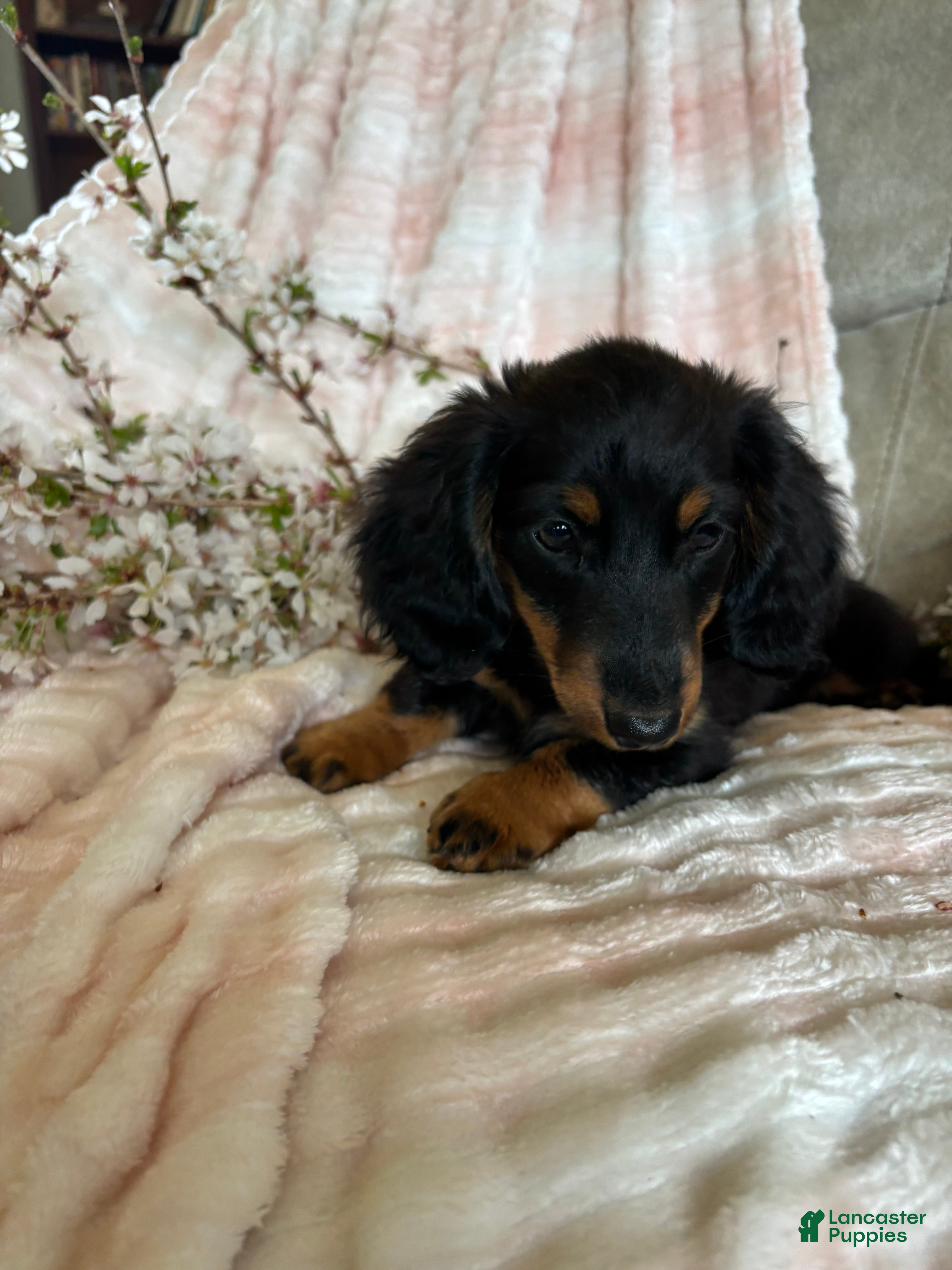 Miniature Dachshund dogs Cricket - Ad 2