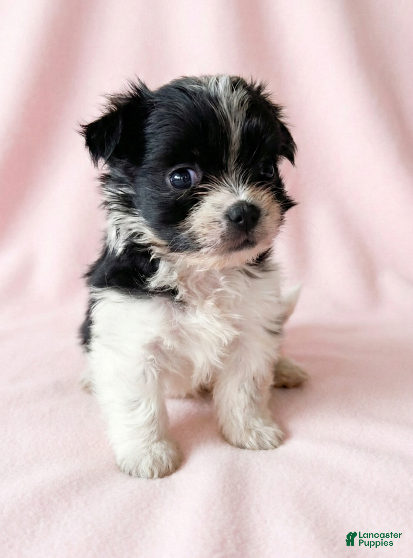 Mixed Breed dogs Dolly - Ad 32