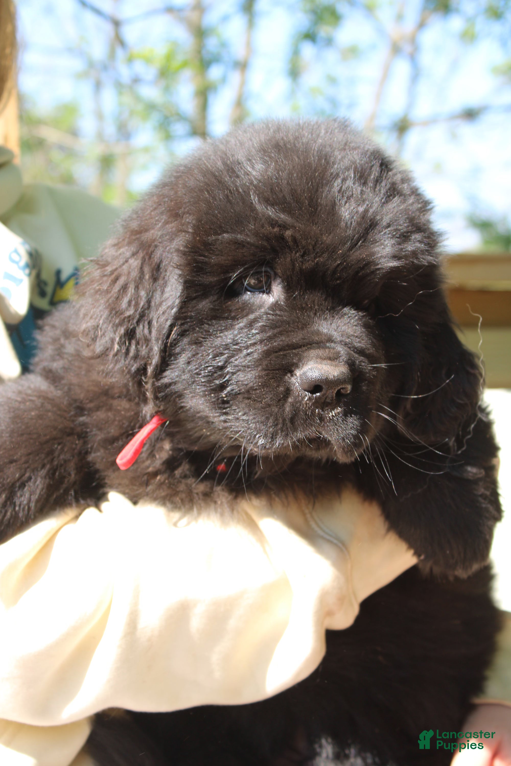 Newfoundland dogs LadyBug - Ad 2