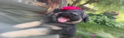 German Shepherd dogs for sale: Lexi  - Ad 6