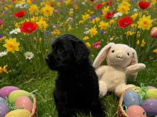 Goldendoodle dogs Goldendoodle Puppy 5 gray - Ad 41