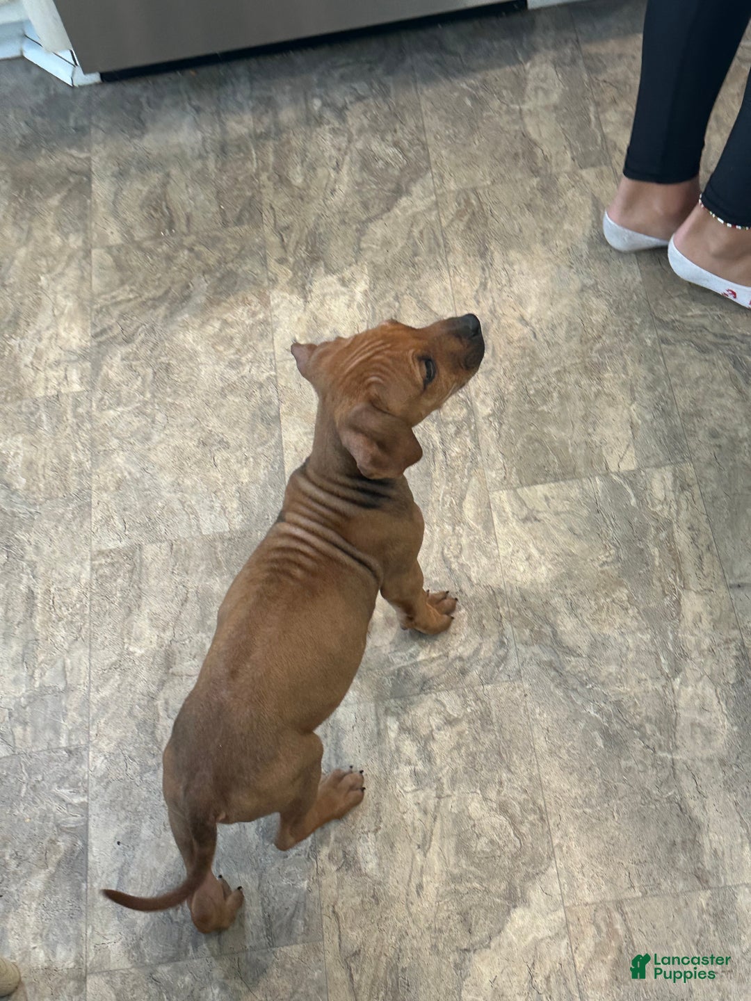 Rhodesian Ridgeback dogs for sale: SOLD Mae AKC RHODESIAN RIDGEBACK - Ad 9