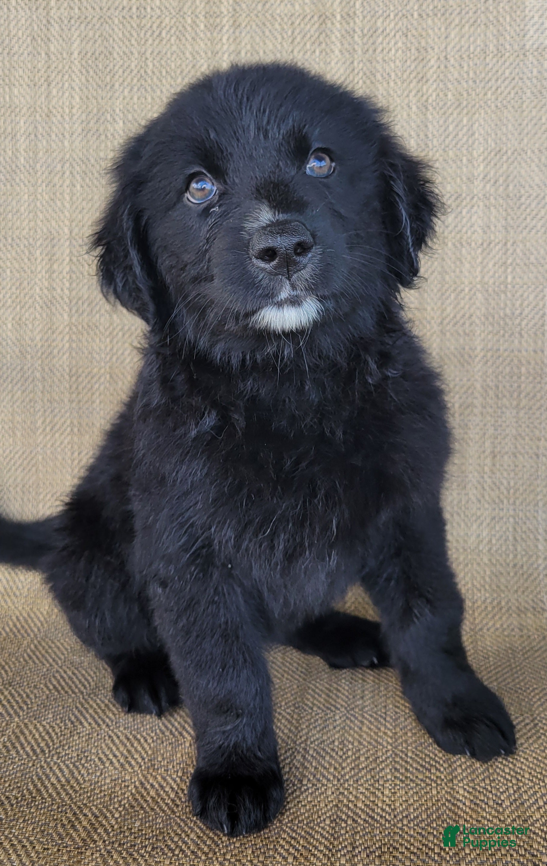 Australian Shepherd dogs Trixie - Ad 2