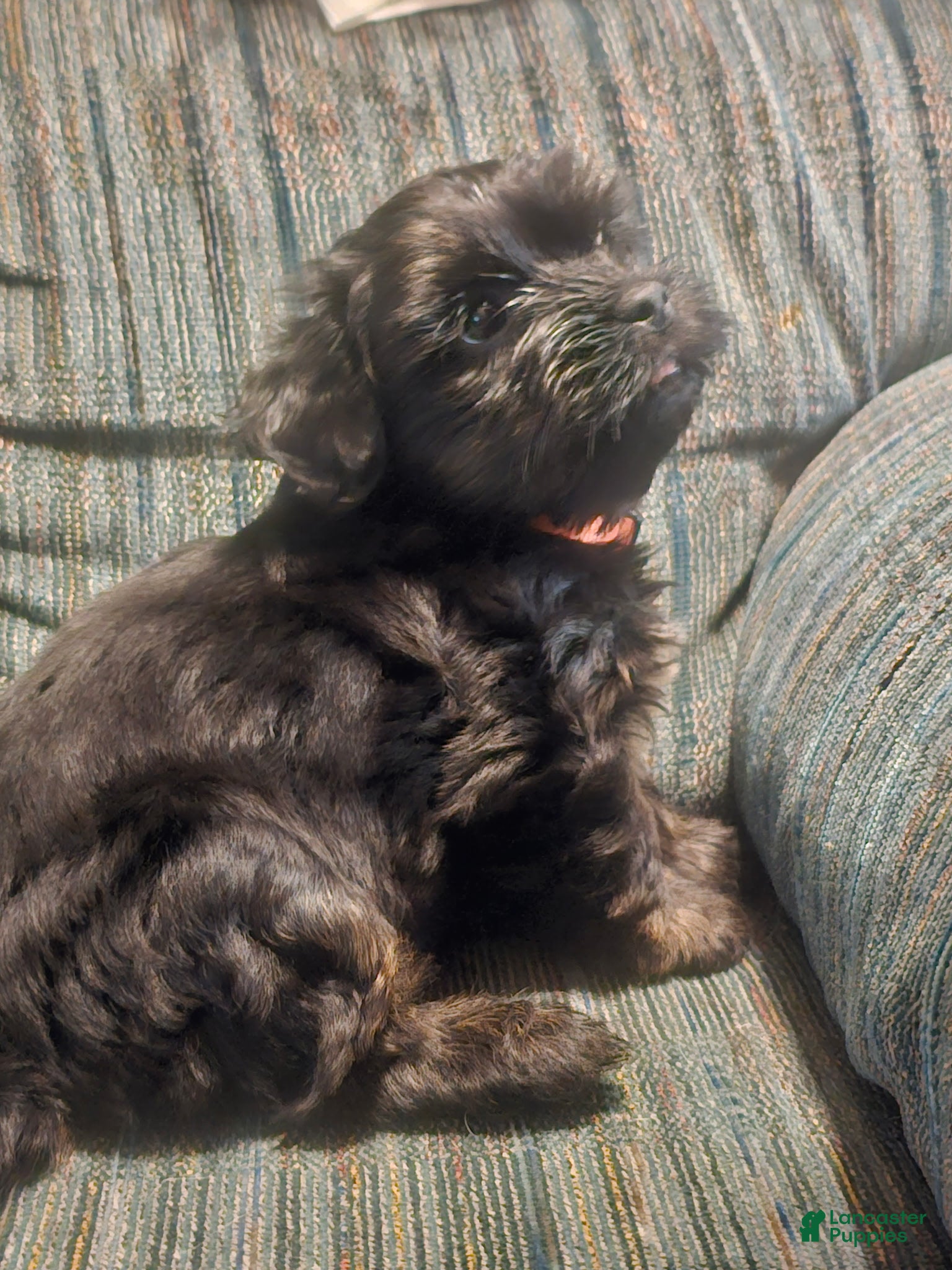 Shorkie dogs for sale: Shorkie Puppy 2 - Ad 1