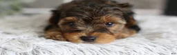 Yorkiepoo dogs for sale: Bentley - Ad 13