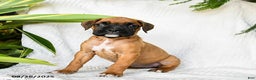 Boxer dogs for sale: Candy - Ad 9