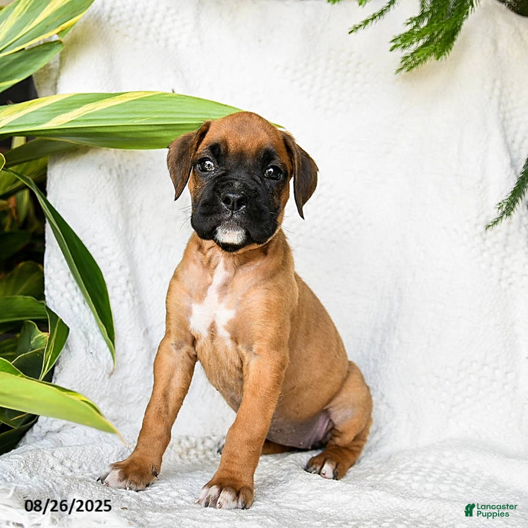 Boxer dogs for sale: Candy - Ad 9
