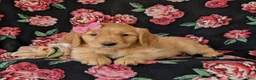 Golden Retriever dogs for sale: Camdyn - Ad 5