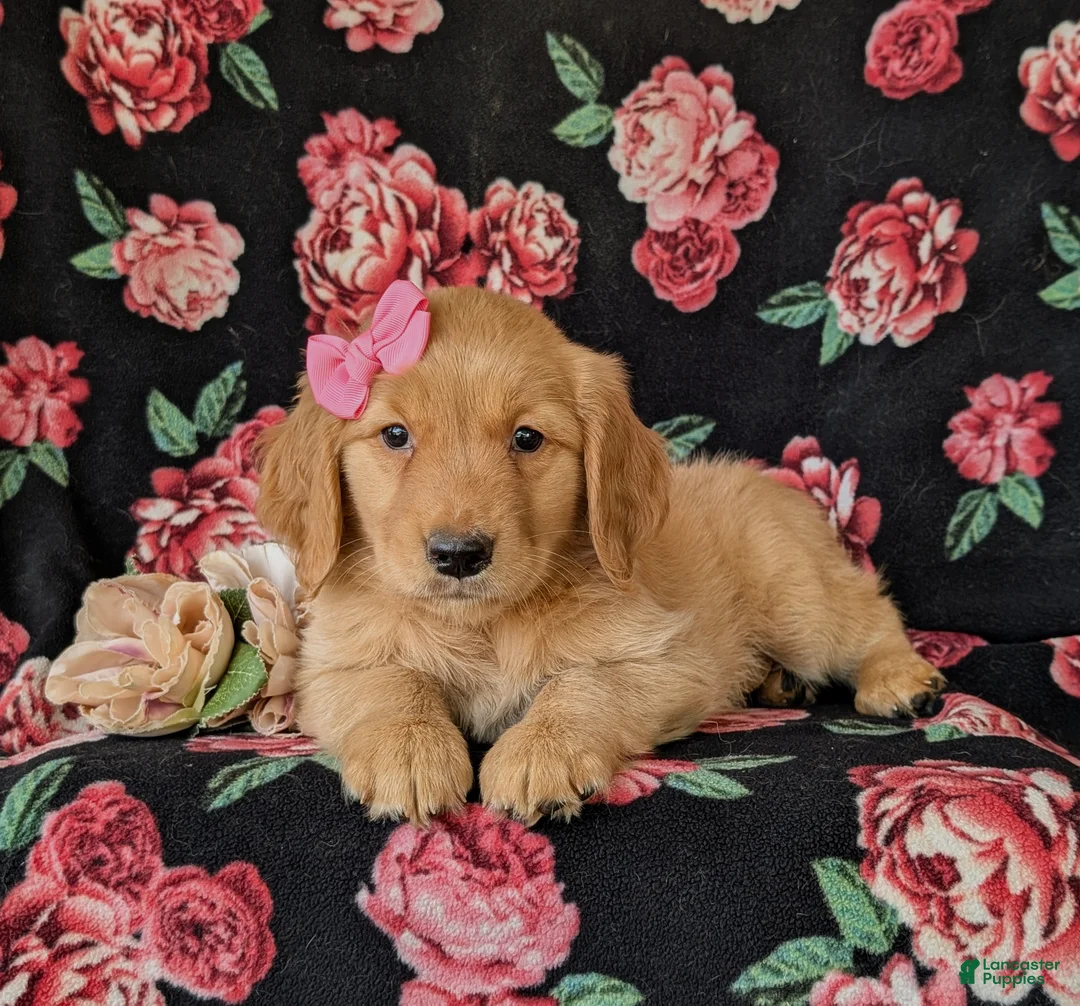Golden Retriever dogs for sale: Camdyn - Ad 5
