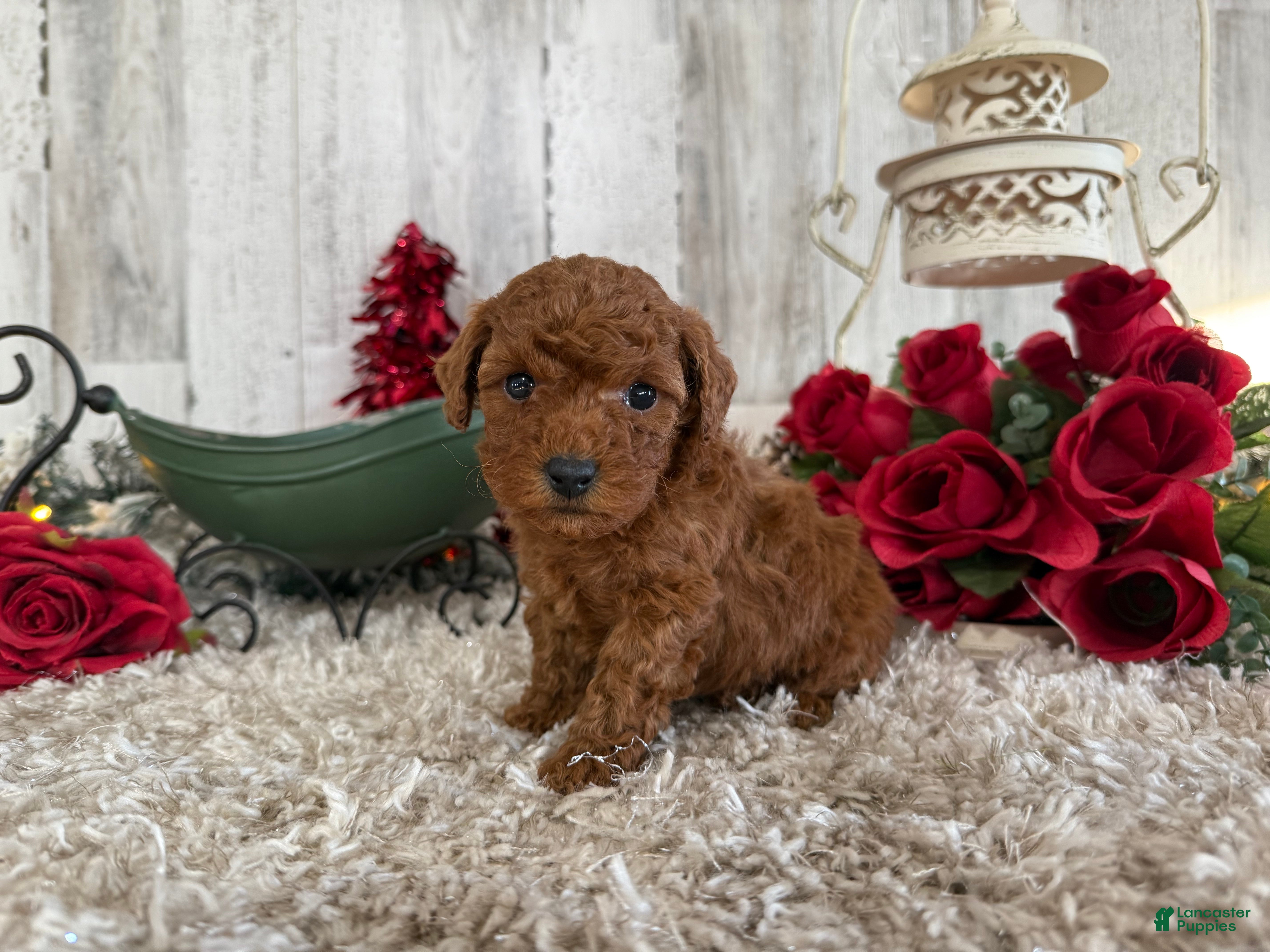 Toy Poodle dogs Trixie - Ad 21