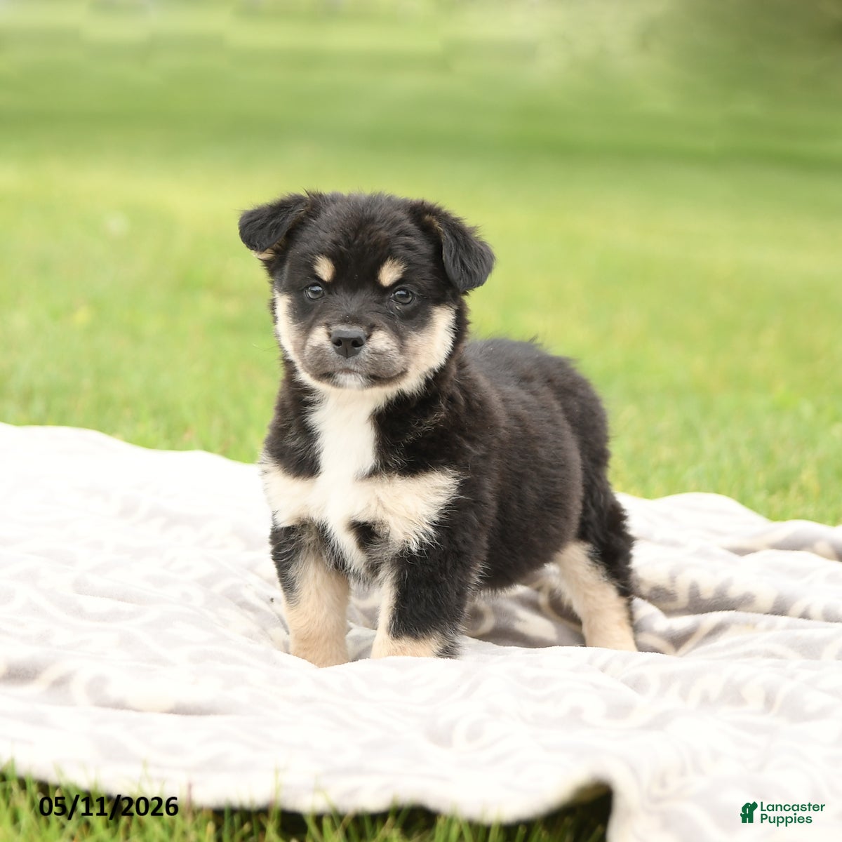 Mixed Breed dogs Nova - Ad 2