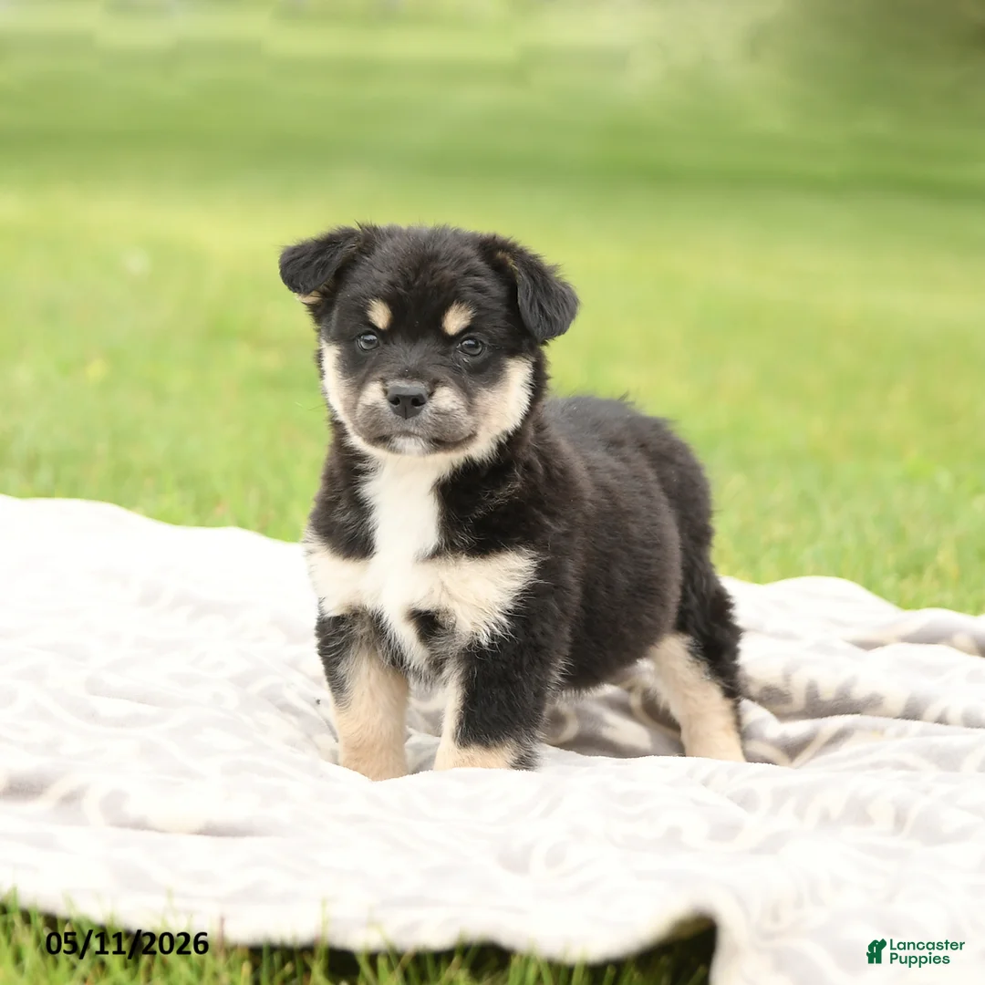 Mixed Breed dogs for sale: Nova - Ad 2