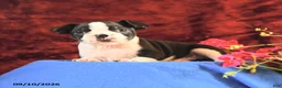 Boston Terrier dogs for sale: Chloe - Ad 2