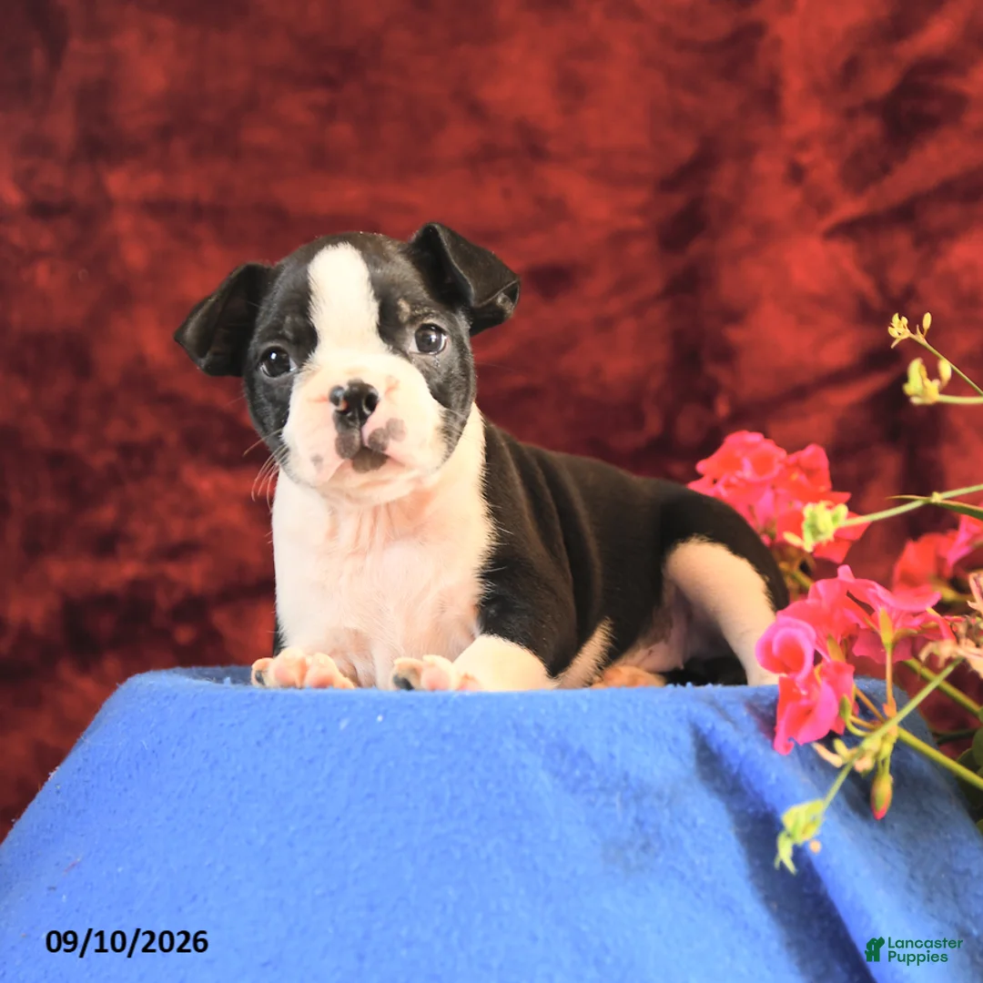 Boston Terrier dogs for sale: Chloe - Ad 2